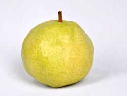 نهال گلابی سیبری(نهال گلابی پایه کوتاه)