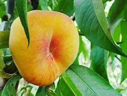 نهال هلو انجیری عسلی