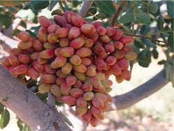 نهال پسته کله قوچی 