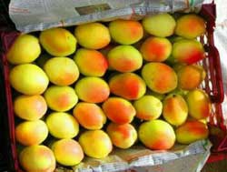 نهال زردآلو شاهرودی