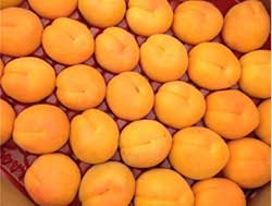 نهال زردآلو انبه ای(به شکل انبه)