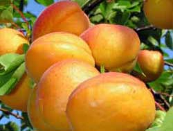 نهال زردآلواردواباد